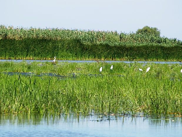 Donau Delta