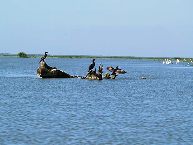 Donau Delta