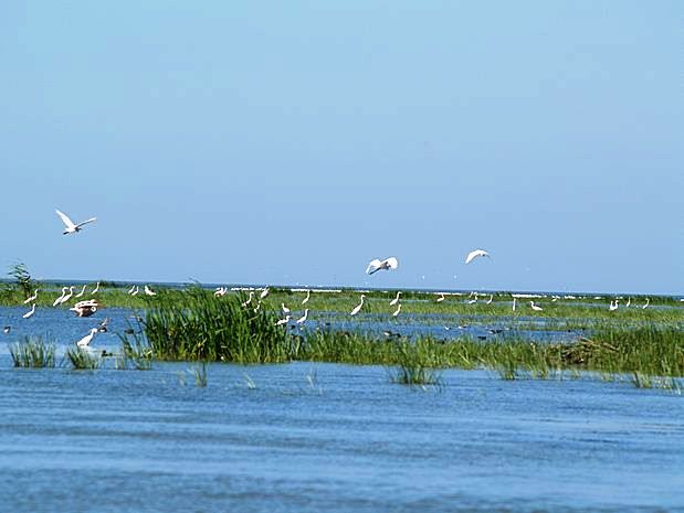 Donau Delta