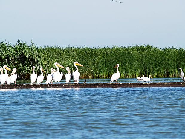 Donau Delta