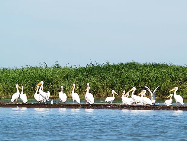 Donau Delta