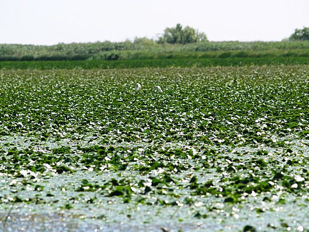 Donau Delta