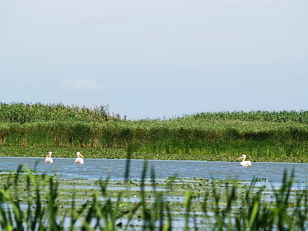 Donau Delta