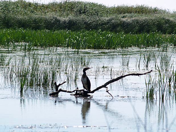 Donau Delta