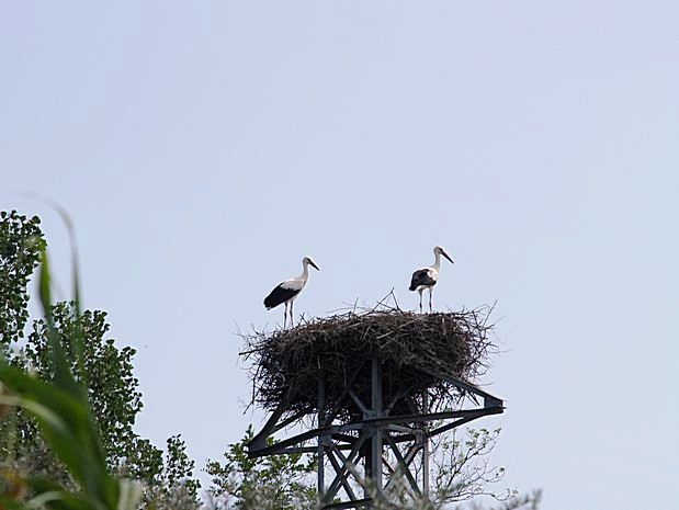 Donau Delta