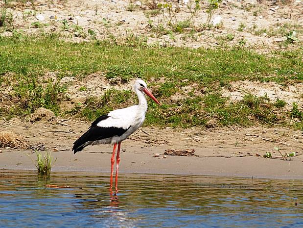 Donau Delta