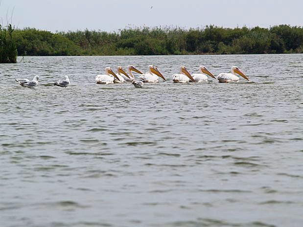 Donau Delta