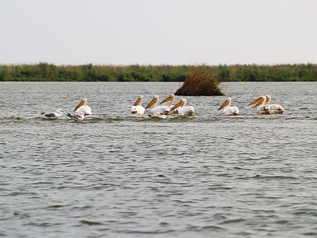 Donau Delta