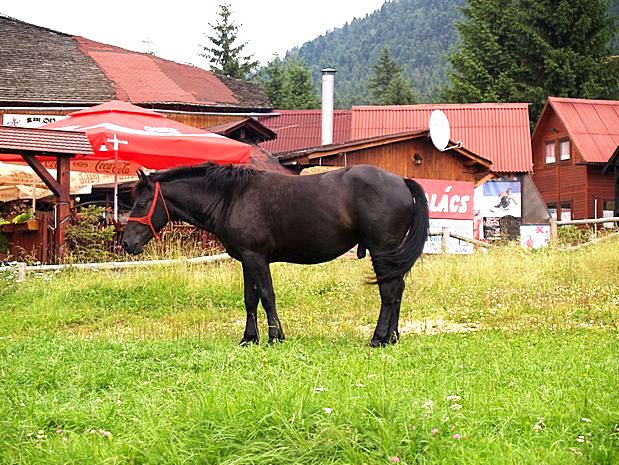 Poiana Brasov