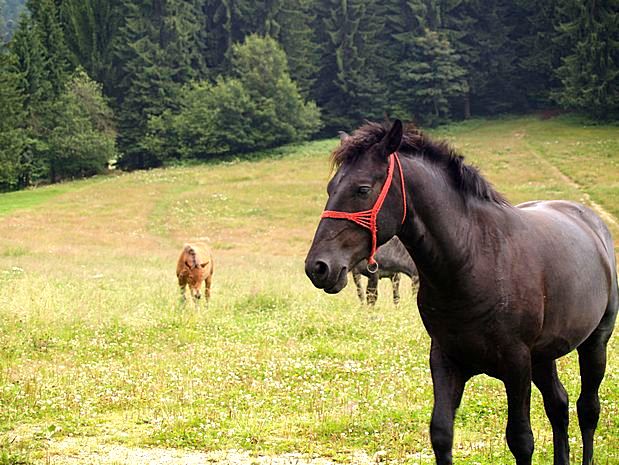 Poiana Brasov