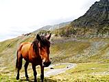 Transfagarasan