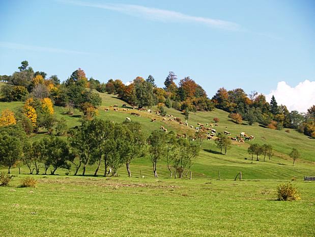 Brasov area