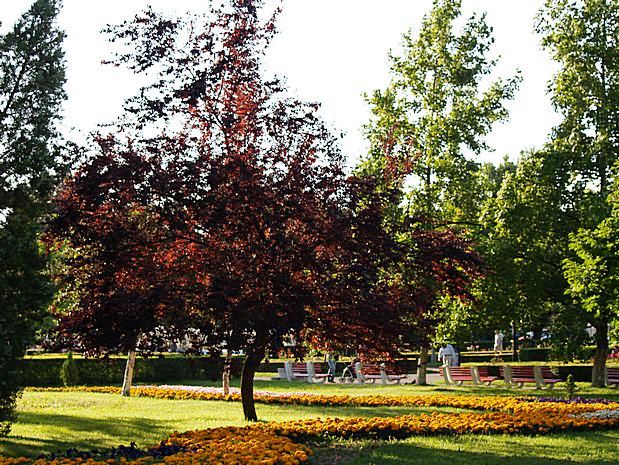 Brasov in Summer