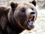  Libearty Bear Sanctuary 